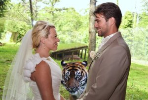 tiger wedding